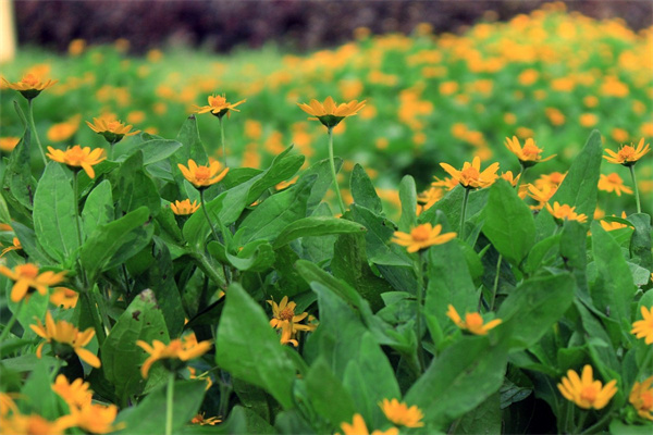 十二月開花的植物有哪些(關(guān)于冬季的花卉大全)