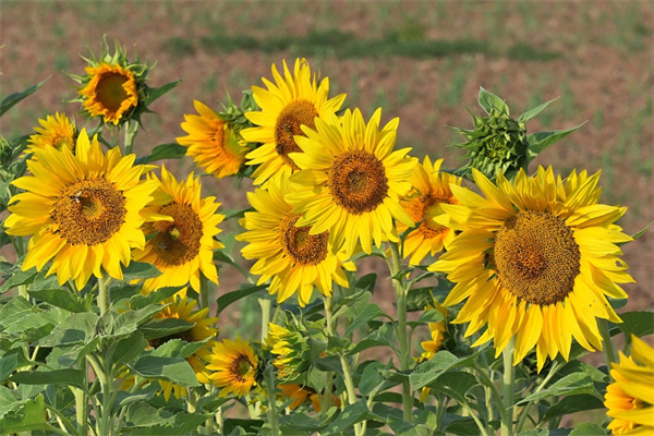 玫瑰花驕傲(玫瑰花驕傲的慢慢枯萎)