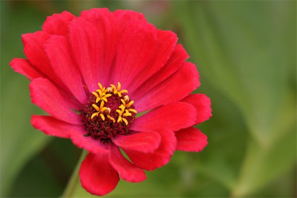 水培植物市場前景(水培植物市場前景怎么樣)
