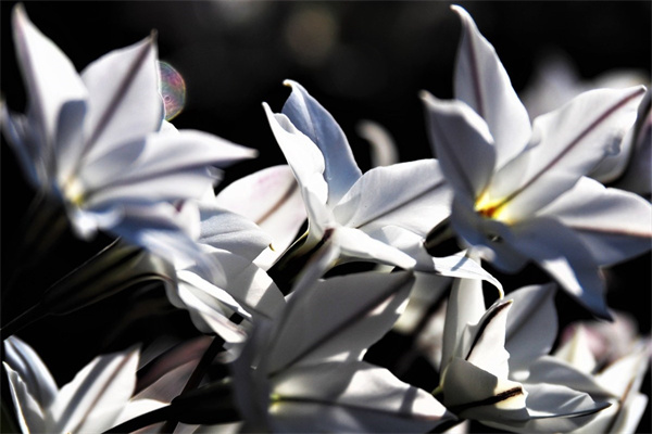 花多多12號種多肉效果怎樣(花多多12號肥料宜用什么植物)