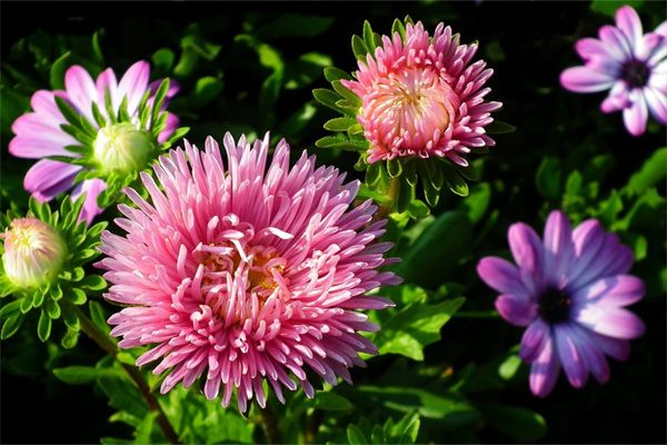 茉莉花葉子枯萎怎么回事