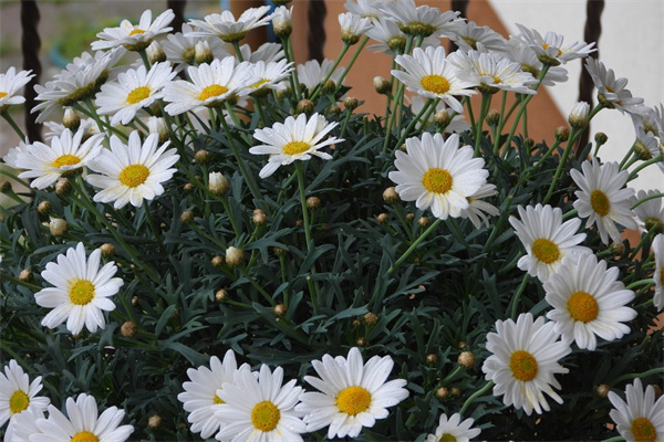 昆明花卉批發(fā)市場在哪里(昆明花卉市場批發(fā)市場在哪里)