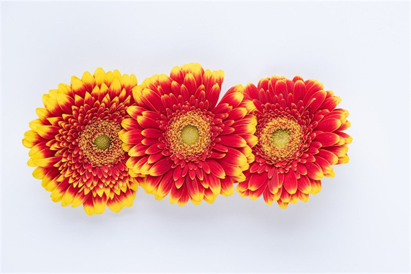 藏紅花和玫瑰花哪個(gè)好(藏紅花和玫瑰花哪個(gè)好一點(diǎn))