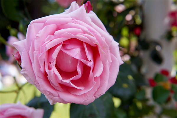 酒杯玫瑰花的折(酒杯玫瑰花的折法視頻)