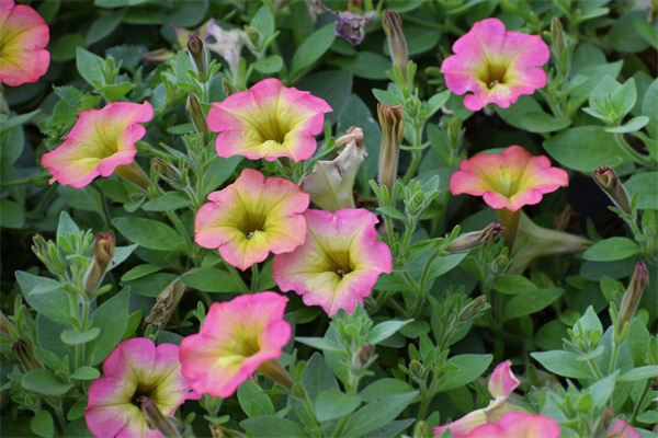 辦公室去除煙味的綠植(辦公室祛除煙味用什么好)