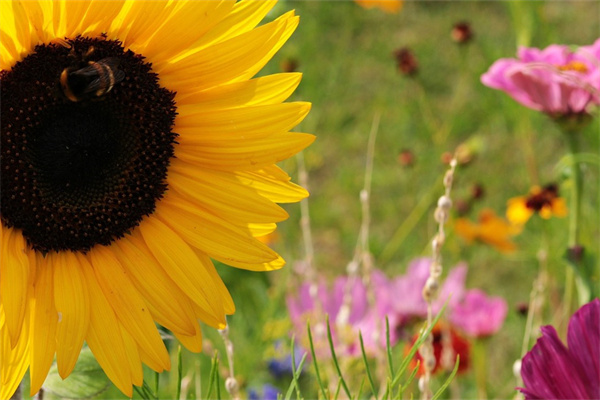 辦公室植物好盆栽養(yǎng)(辦公室好養(yǎng)的盆栽植物)