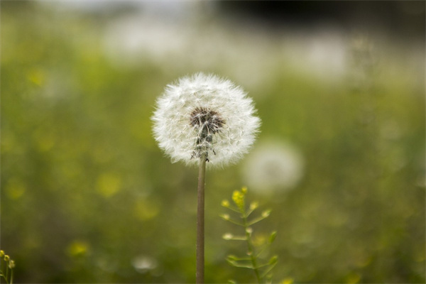北京最大的花卉綠植市場(chǎng)(北京花卉綠植批發(fā)基地)
